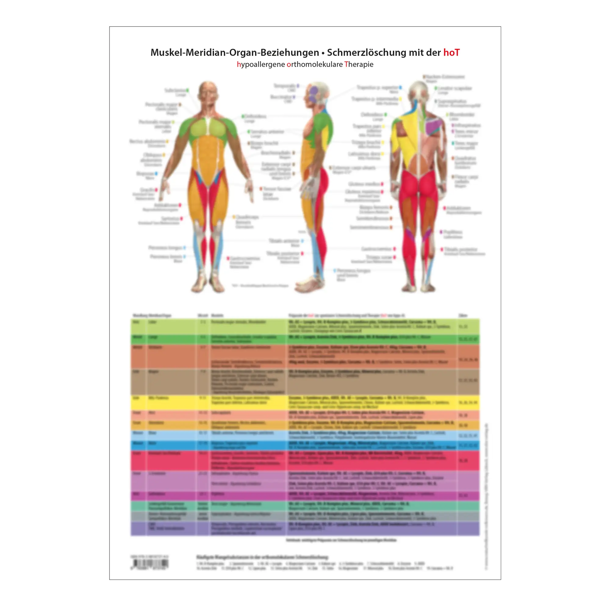 Arbeitsbogen "Muskel-Meridian-Organ-Beziehungen" Arbeitsbogen "Muskel-Meridian-Organ-Beziehungen"