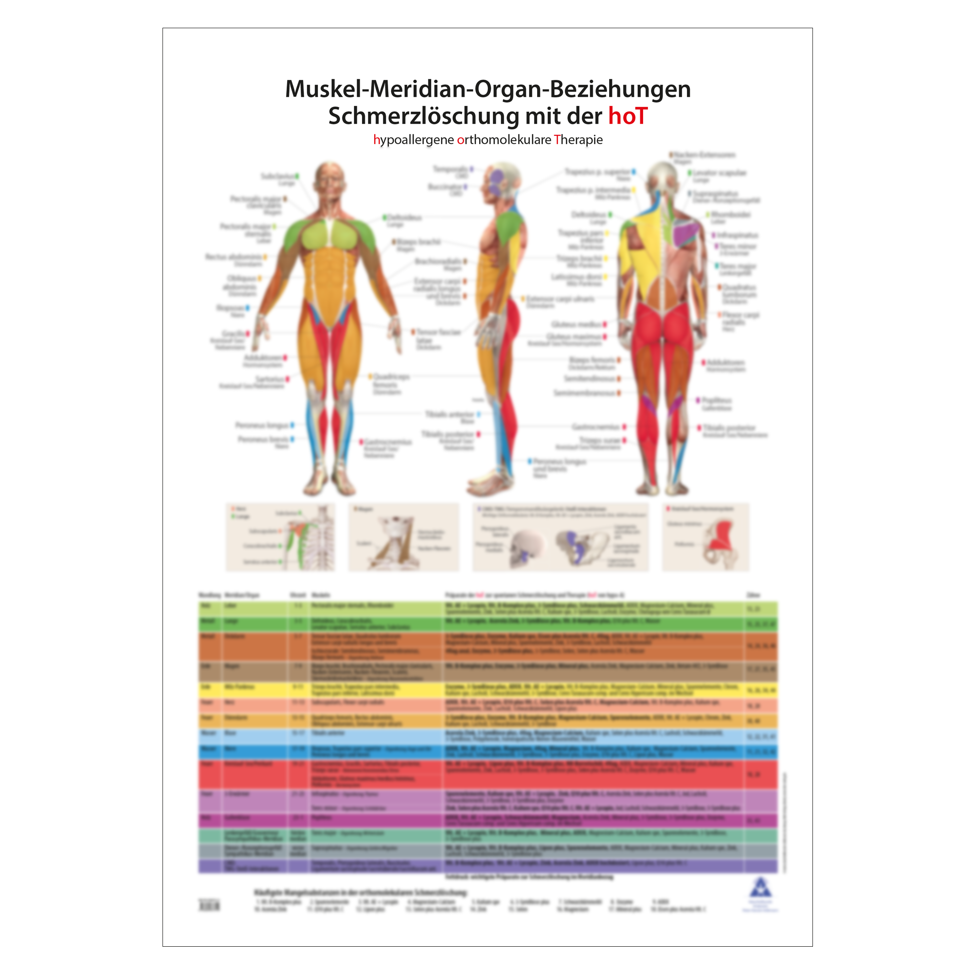Plakat "Muskel-Meridian-Organ-Beziehungen" Plakat "Muskel-Meridian-Organ-Beziehungen"