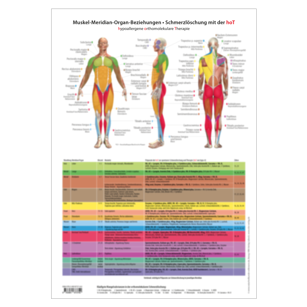 Muskel-Meridian-Organ-Beziehungen, DIN A3 Muskel-Meridian-Organ-Beziehungen, DIN A3