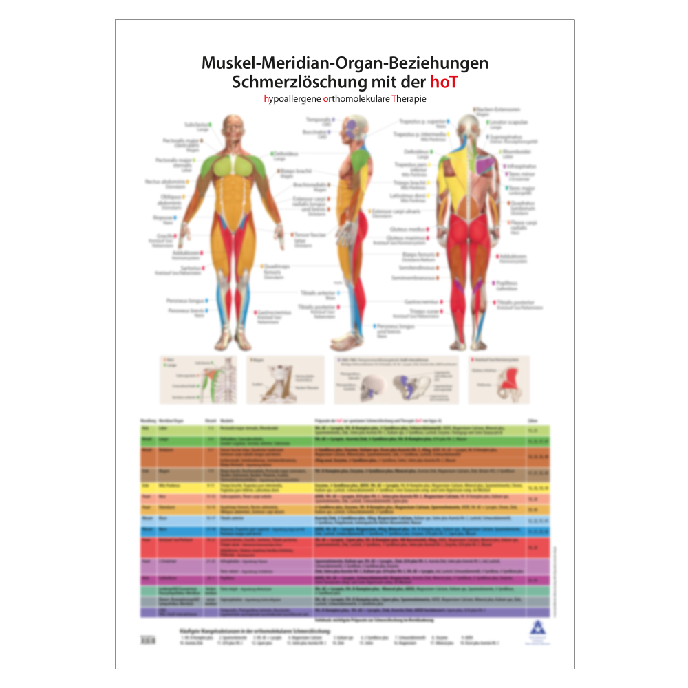 Muskel-Meridian-Organ-Beziehungen, 80 x 110 cm Muskel-Meridian-Organ-Beziehungen, 80 x 110 cm